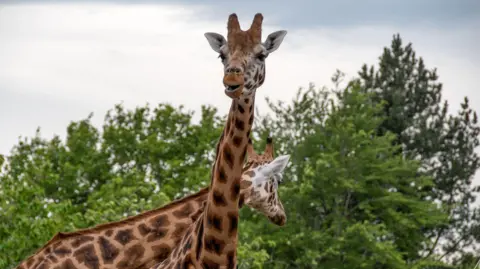 Getty Images dos North Girafe visible desde la pérdida en el, uno con el Casciato Casciato en el aceptado y uno que mira la habitación. Los árboles están en el fondo.