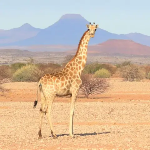 Michael Brown, una jirafa llamada la jirafa del sur en la sabana en Namibia, con montañas en el fondo, fregados y tierra marrón seca en primer plano