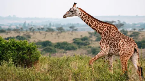Getty Images Una jirafa de masai con forma de hoja en su cuerpo camina a través de pastizales