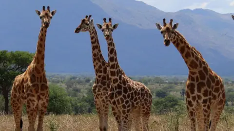 Jirafa de Michael Brown en el valle de Kidepo de Uganda