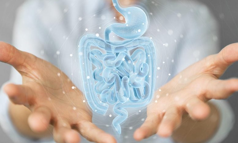 Doctor intestino humano de Hugrage