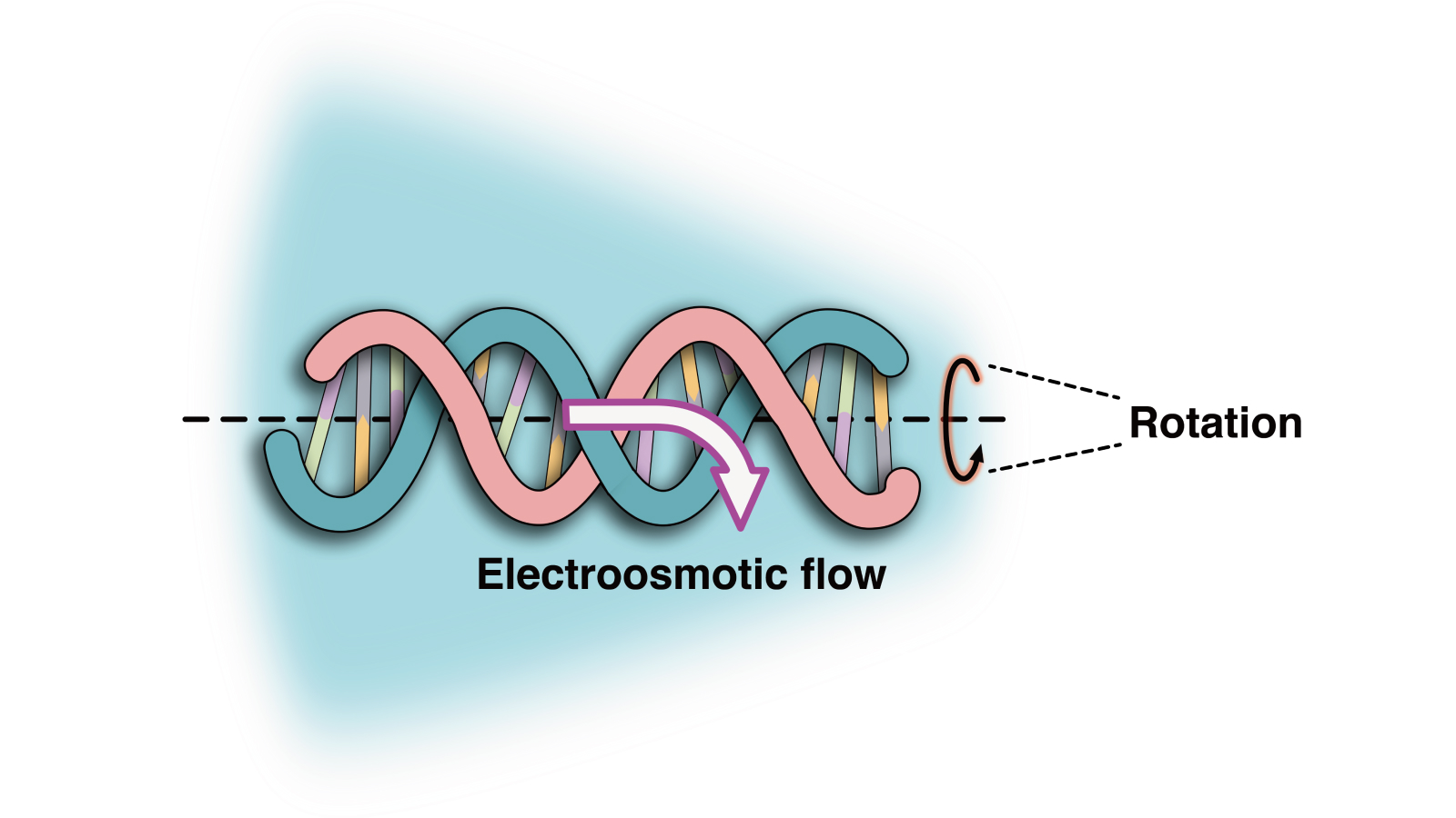 Diagrama que muestra cómo el flujo electroosmótico gira el ADN a su alrededor