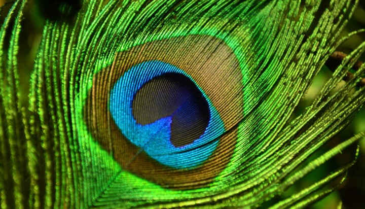 Cuando los investigadores vieron el nuevo color Olo en abril, lo describieron como un verde altamente saturado, un verde de agua profunda o un pavo real