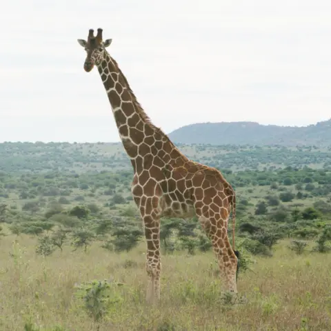 Michael Brown, una jirafa reticulada se encuentra en los prados de Kenia con una pequeña montaña en el fondo