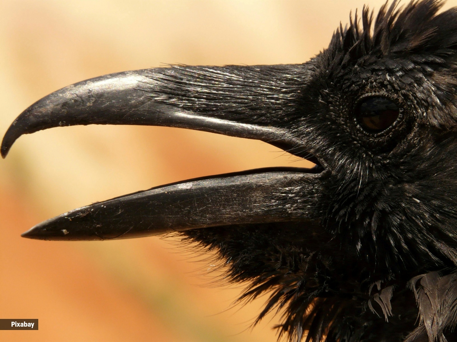 Crow, pájaro