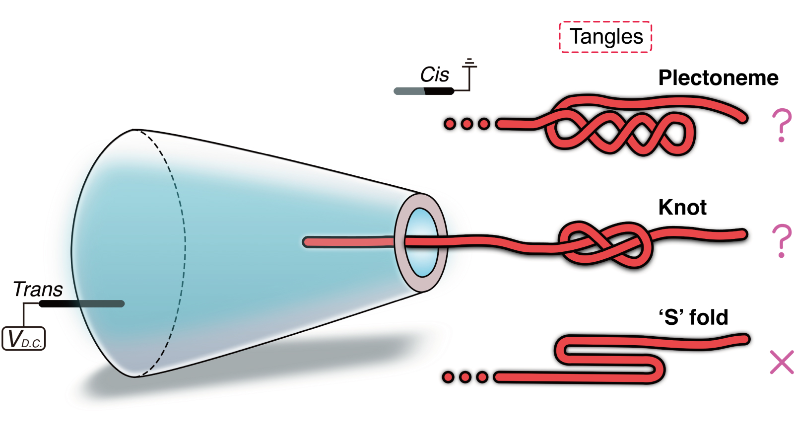 Diagrama de la estructura de tres enredos del ADN teorizado y cómo se adaptan a un nanoporo.