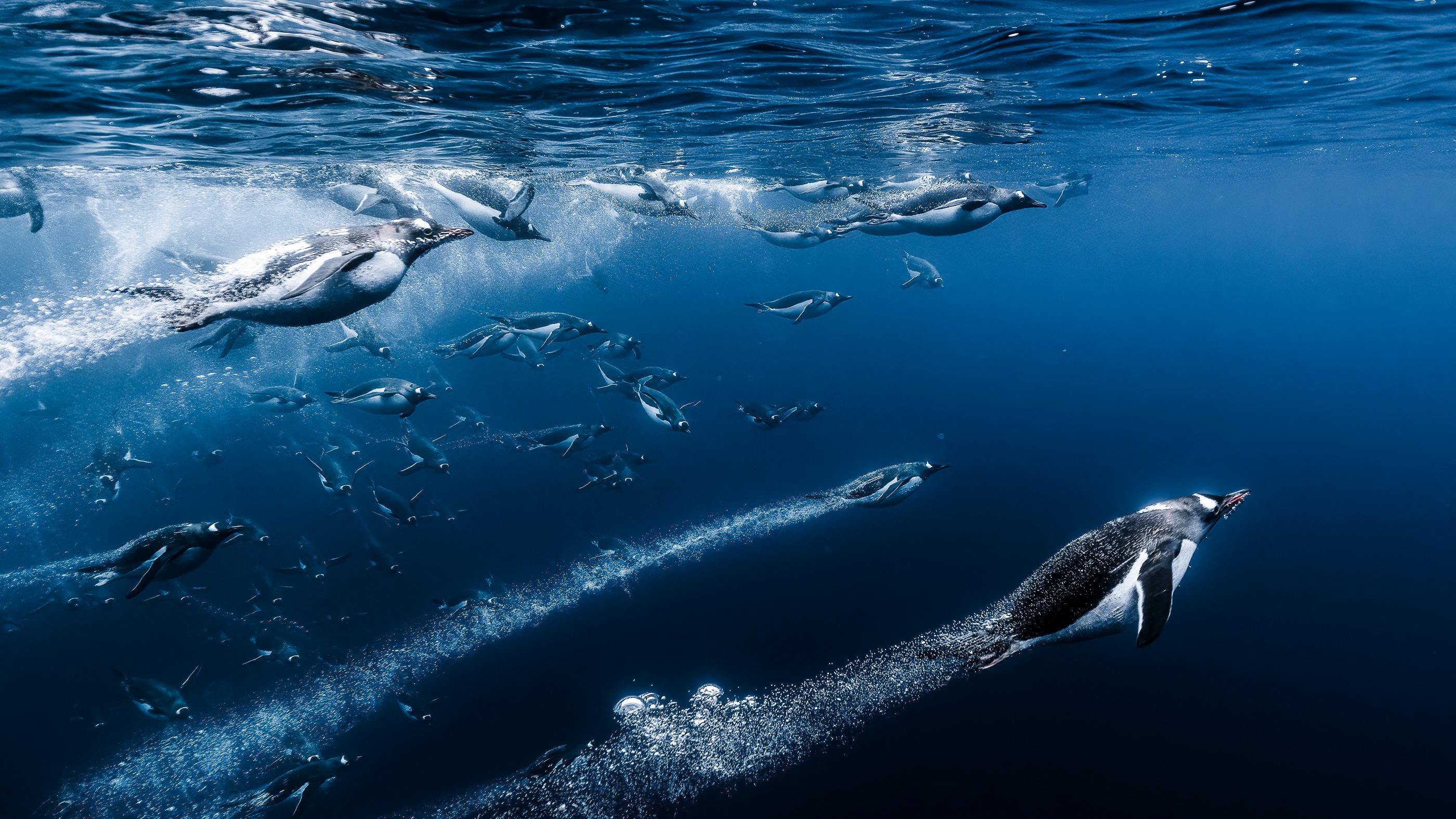 Los pingüinos nadan bajo el agua