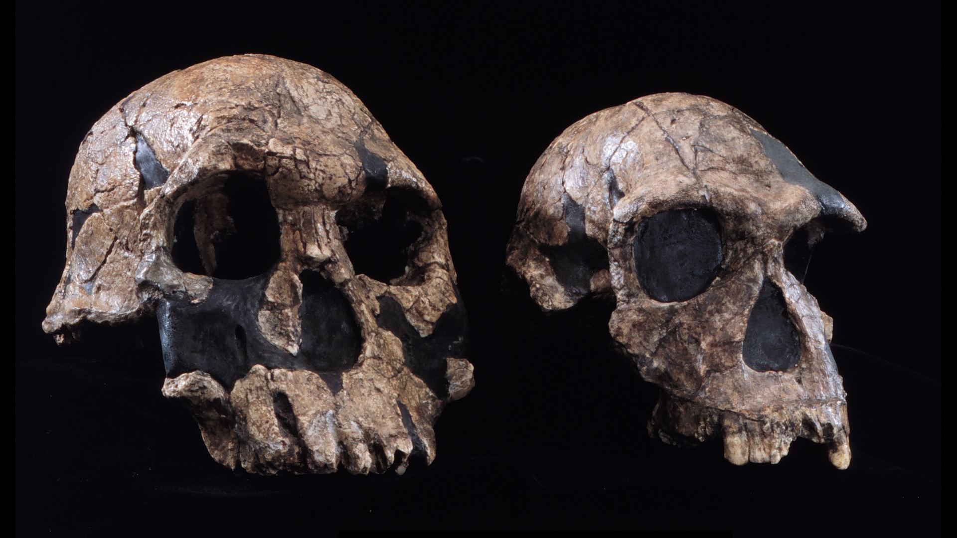 Dos cráneos similares a los humanos