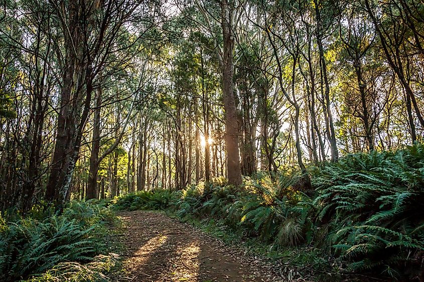 Parque Regional de Macedonia en Mount Macedon, Victoria.