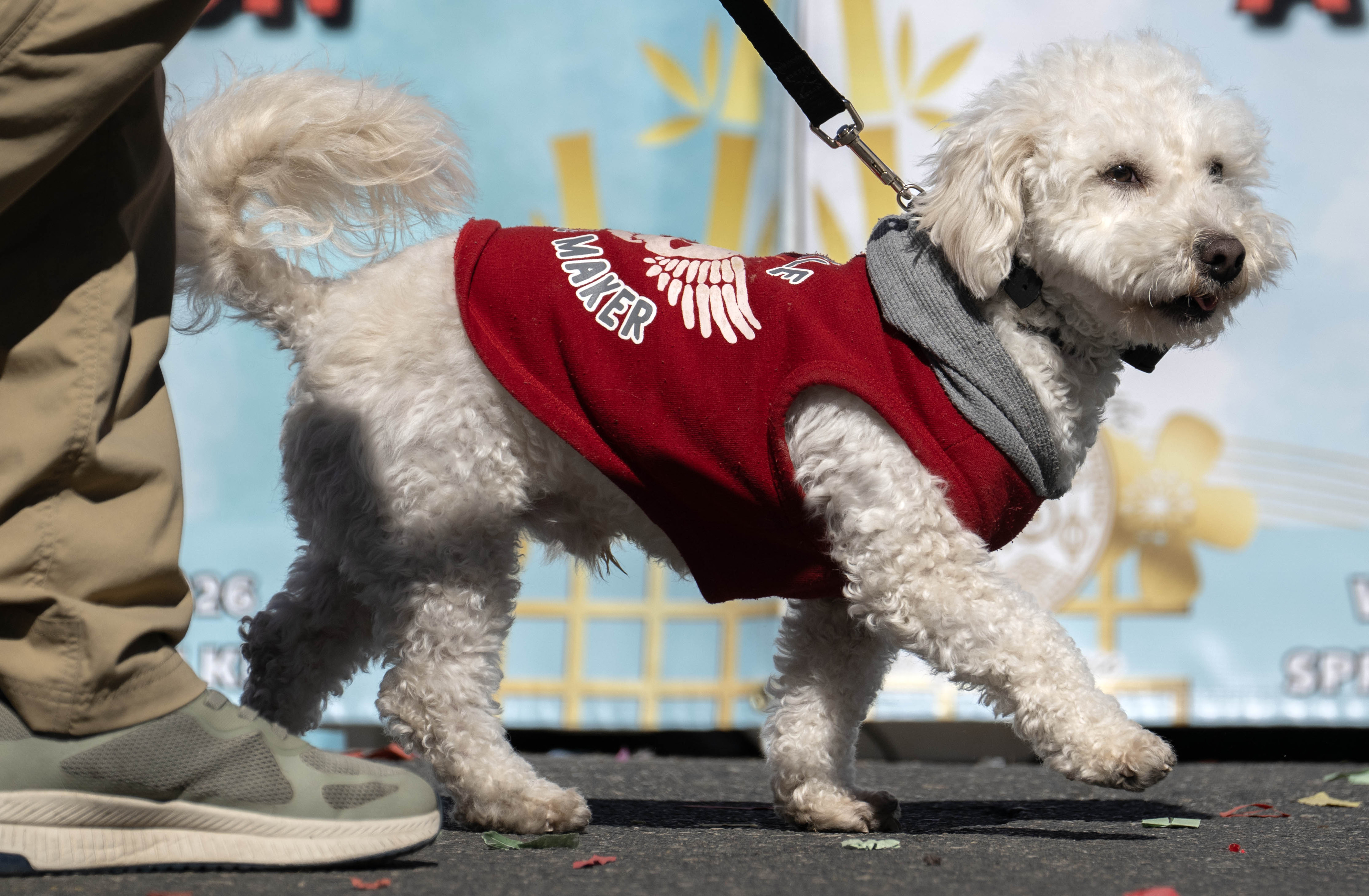 Un amigo peludo de WAGS Pet Adoption camina por Westminster...
