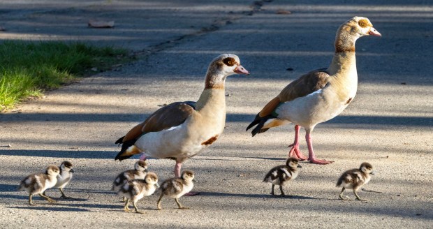 Los gansos egipcios y sus ansarones cruzan un sendero justo después del amanecer en el Parque Regional de Irvine en Orange el viernes 27 de febrero de 2026. (Foto de Mark Rightmire, para el Registro del Condado de Orange/SCNG)
