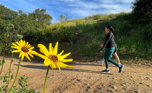 Los excursionistas que caminan por el Wilderness Trail en el Parque Regional Santiago Oaks en Orange pasan los girasoles de California en flor el sábado 28 de febrero de 2026 por la mañana. (Foto de Mark Rightmire, para el Registro del Condado de Orange/SCNG)