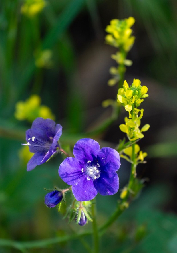 Flores silvestres florecen a lo largo del Wilderness Trail en el Parque Regional Santiago Oaks en Orange, el sábado 28 de febrero de 2026 por la mañana. (Foto de Mark Rightmire, para el Registro del Condado de Orange/SCNG)