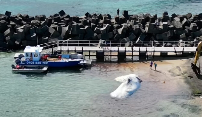 Los lugareños observaron cómo el cadáver era despedazado y luego arrastrado a través de varias playas hasta un vertedero cercano. Foto: Bek Bell // Instagram
